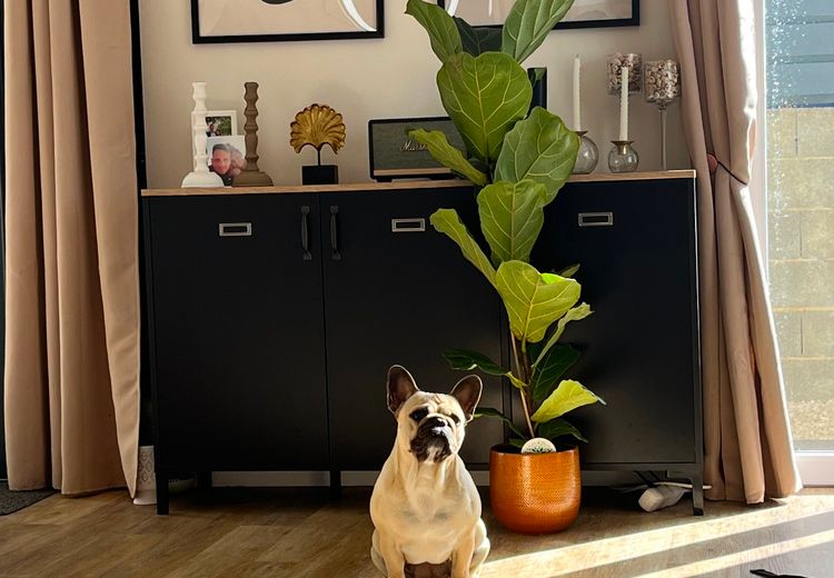 Pictures of Alexis et Clémence's house