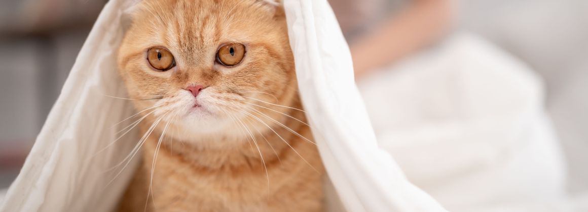 Stressed cat waiting for owner to come home