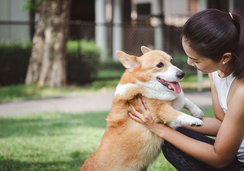 Professional pet-sitter playing with a happy dog in a home setting