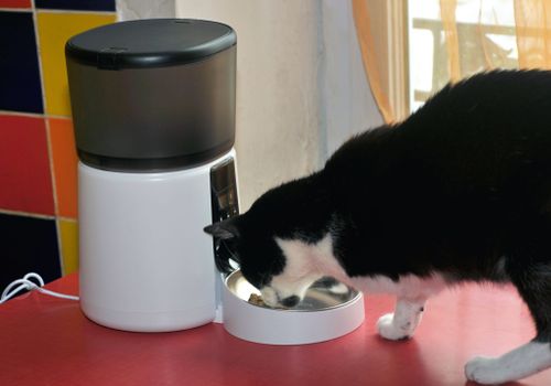 chat mange croquettes distributeur automatique