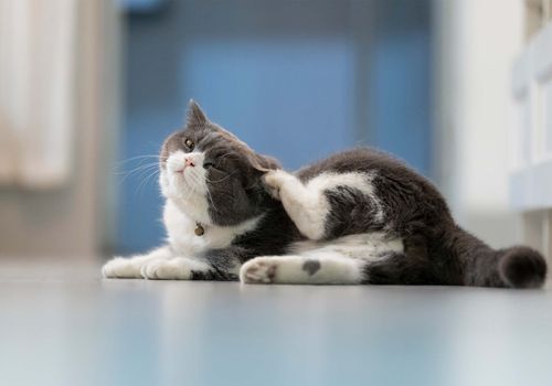 Katze kratzt sich wegen Flohbefall