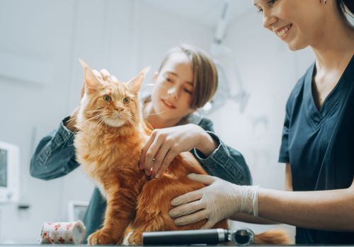 emmener son chat chez le vétérinaire avant un départ en vacances