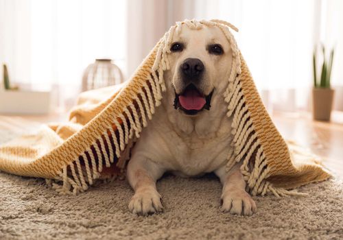 chien heureux à la maison