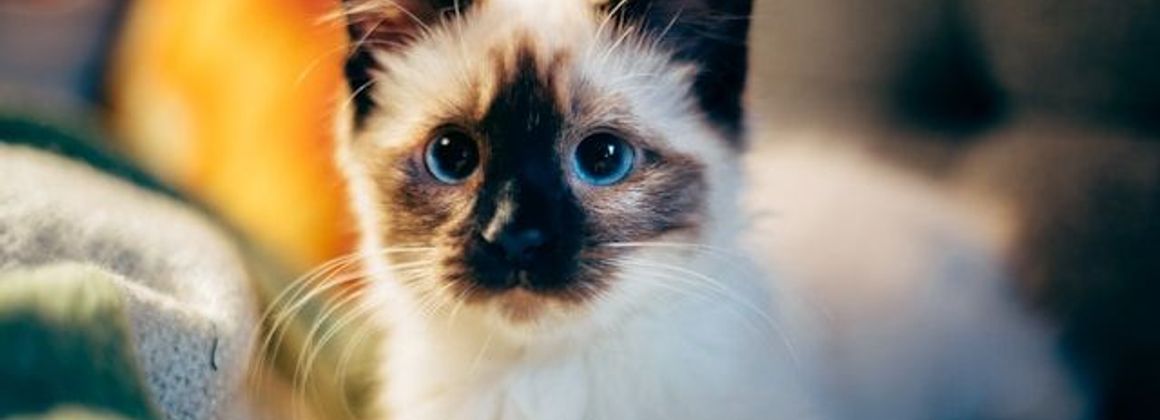 Kitten