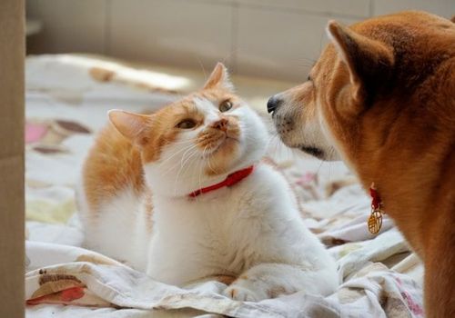 Langsame Annäherung fördert ein friedliches Miteinander von Hund und Kätzchen.