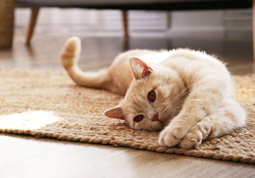 solutions pour faire garder son chat pendant les vacances