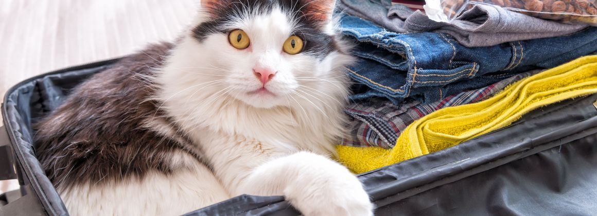 préparer le départ en vacances sereinement avec son chat