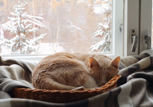 Stressed cat oversleeping on living room couch