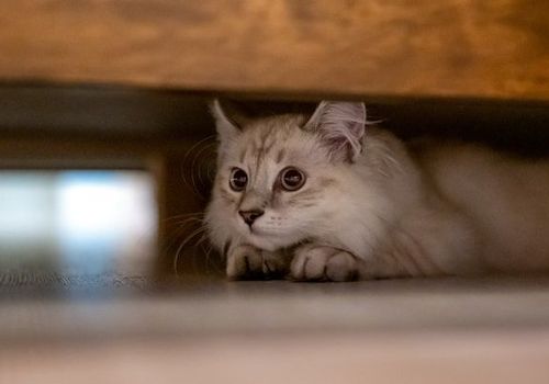 Geduld ist der Schlüssel – lassen Sie Ihrem Kätzchen Zeit zur Eingewöhnung.