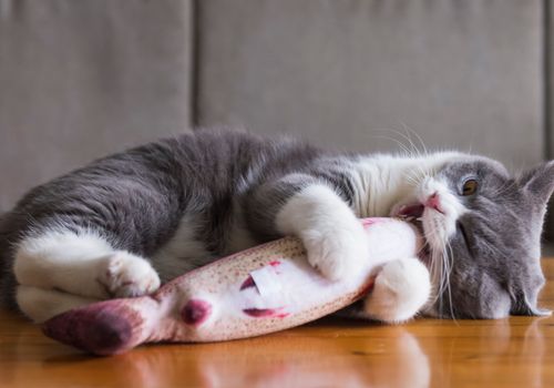 Stressed cat playing with toy