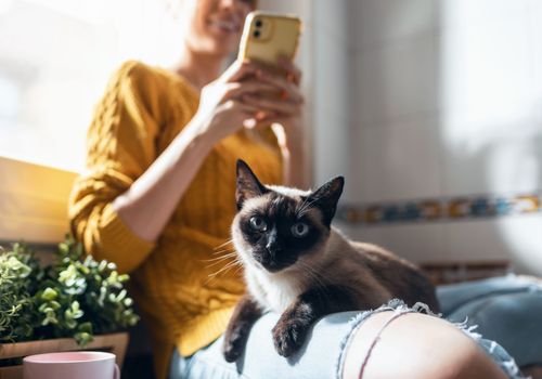 Flauschige Katze sitzt zufrieden auf dem Schoß der Besitzerin