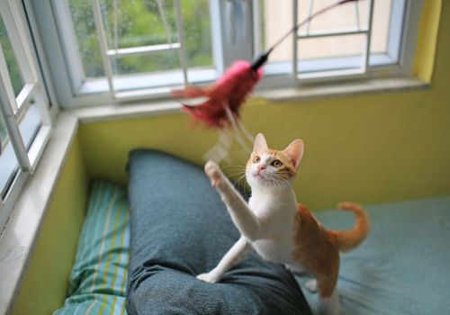 Cat owner plays with cat after returning from vacation