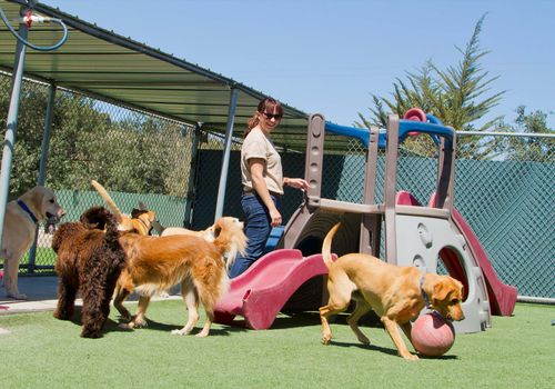 chiens qui jouent dans une pension chenil 