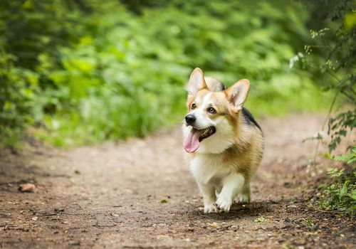 chien qui se promène en forêt