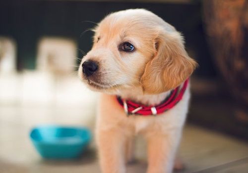 Für einen Hund kann die Einsamkeit schnell belastend werden.